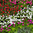 Load image into Gallery viewer, Vinca Rosea Mix - Flower Seeds