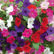 Load image into Gallery viewer, Petunia Multiflora Mambo (Hybrid) - Flower Seeds