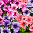 Load image into Gallery viewer, Petunia Multiflora Lambada (Hybrid) - Flower Seeds