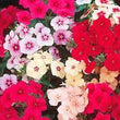 Load image into Gallery viewer, Phlox Beauty Mix-Flower Seeds