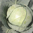 Load image into Gallery viewer, Cabbage Seeds F-1 Hybrid Pluto