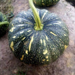 Load image into Gallery viewer, Pumpkin Seeds F-1 Hybrid US-64 (Small)