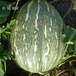 Load image into Gallery viewer, Pumpkin Seeds F-1 Hybrid US-101 (Large)