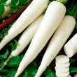 Load image into Gallery viewer, Radish Seeds Chetki Long