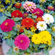 Load image into Gallery viewer, Zinnia Lilliput Mix -Flower Seeds