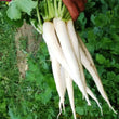 Load image into Gallery viewer, Radish Seeds F-1 Hybrid Kailash