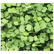 Load image into Gallery viewer, Rocket Micro green Seeds