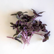Load image into Gallery viewer, Basil (Dark Opal - Purple) - Micro green Seeds