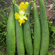 Load image into Gallery viewer, Sponge Gourd Seeds F-1 Hybrid US-291 (Dark Green)