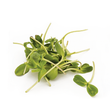 Load image into Gallery viewer, Sunflower Micro green Seeds