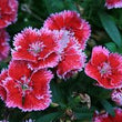 Load image into Gallery viewer, Sweet William F2 Mix-Flower Seeds