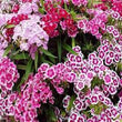 Load image into Gallery viewer, Sweet William F2 Mix-Flower Seeds
