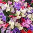 Load image into Gallery viewer, Sweet Pea Mixed- Flower Seed