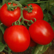 Load image into Gallery viewer, Tomato Seeds F-1 Hybrid US-999 (Determinate)