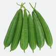 Load image into Gallery viewer, Ridge Gourd Seeds F-1 Hybrid US-472 (Light Green)