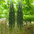 Load image into Gallery viewer, Bitter Gourd Seeds Jhalri Supreme