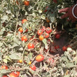 Load image into Gallery viewer, Tomato Seeds F-1 Hybrid Vaibhav (Semi-determinate)