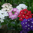 Load image into Gallery viewer, Verbena Ideal Mix-Flower Seeds