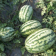 Load image into Gallery viewer, Watermelon Seeds F-1 Hybrid US-777 Striped (Indian)