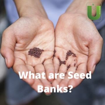 What Are Seed Banks? Importance Of Preserving Seeds