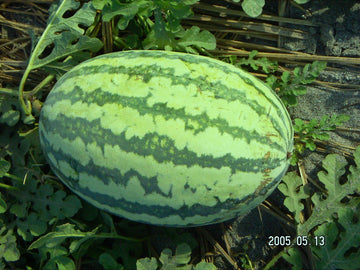 Ultimate Guide to Growing Watermelon.