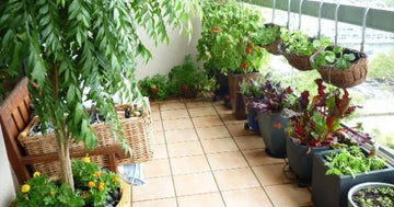 4. Tips to Revamp your Vegetable Garden.