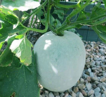 Guide to Ash Gourd Farming: Planting, Care, and Harvesting