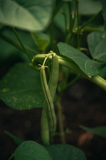 How to deal with Beans pests and diseases?