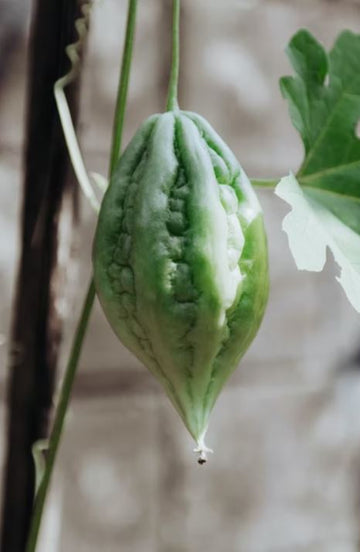 Amazing Benefits of Bitter Gourd - Grow now in home garden
