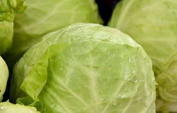 How to grow Cabbage in your Homes?