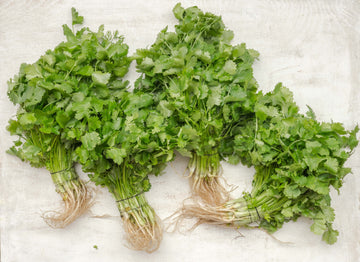 How to grow Coriander microgreens in your kitchen garden
