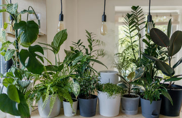 Tips for Choosing and Taking Care of Indoor Plants