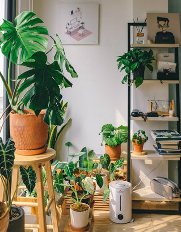 Decorate home with indoor plants-Tips and Ideas