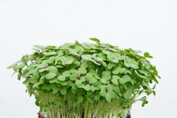 An Introduction to Microgreens- The Most Nutritious Microgreens To Grow And Eat