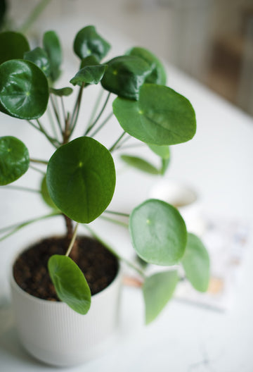 Lucky plants for your Home in 2022