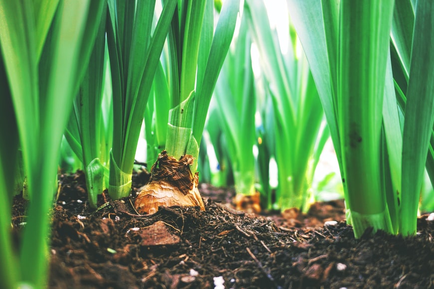How to deal with diseases and pests on your Onions at home? – Urja Seeds