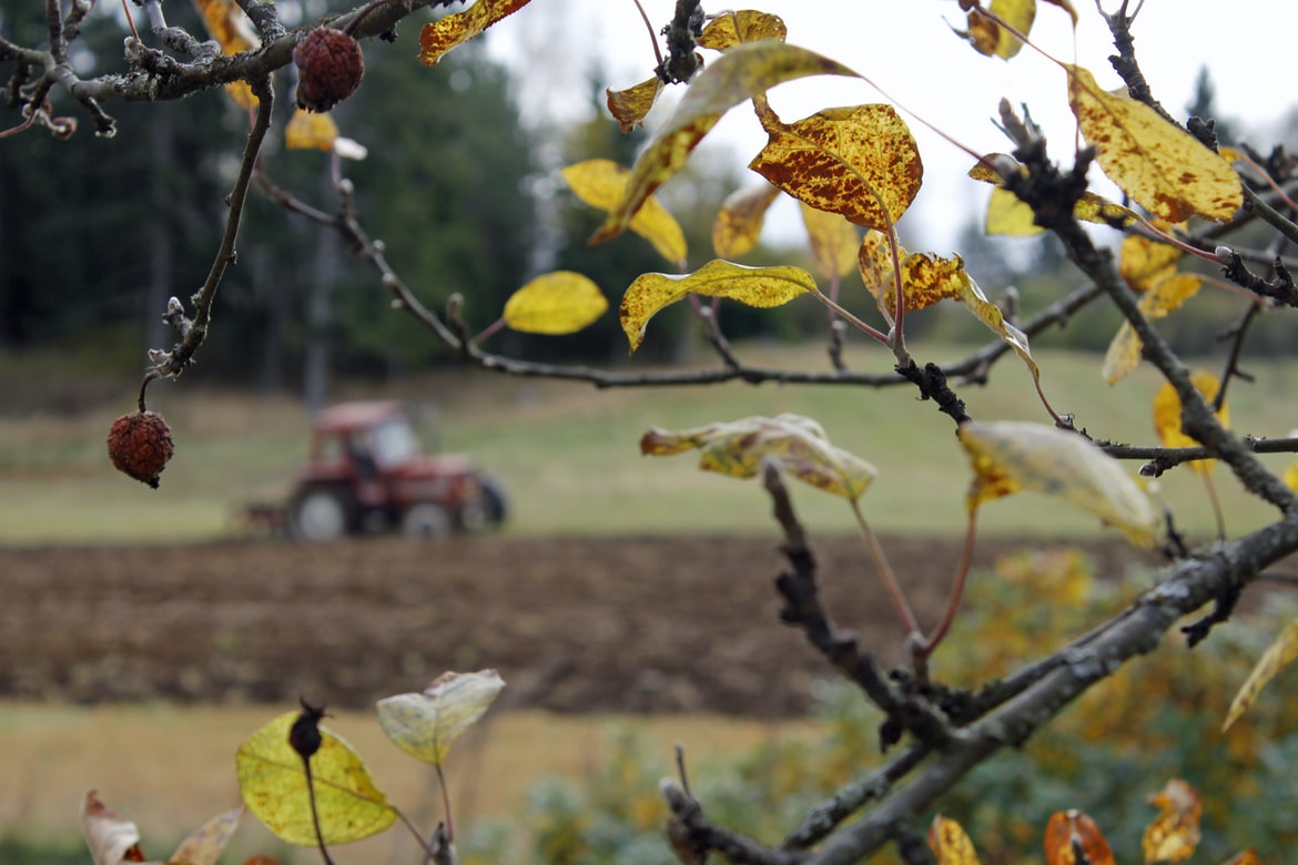 Why Are All My Vegetable Plants Turning Yellow? Urja Seeds