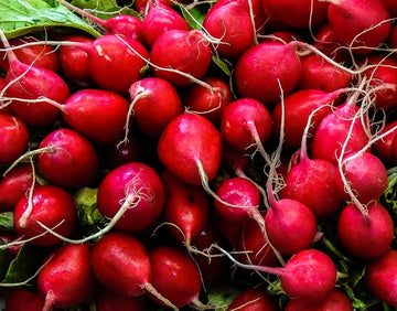 Guide to Growing Radishes From Seed