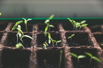 How To Take Care Of Seedlings