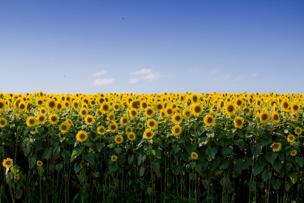 flower-seeds-to-grow-this-june-july-in-india-at-homes-urja-seeds