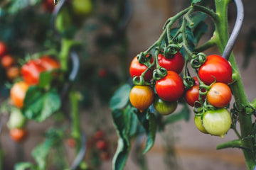 6 Tomato Pests That Will Destroy Your Tomato Plants