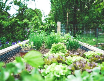 Problems of Home Vegetable Garden and its solutions