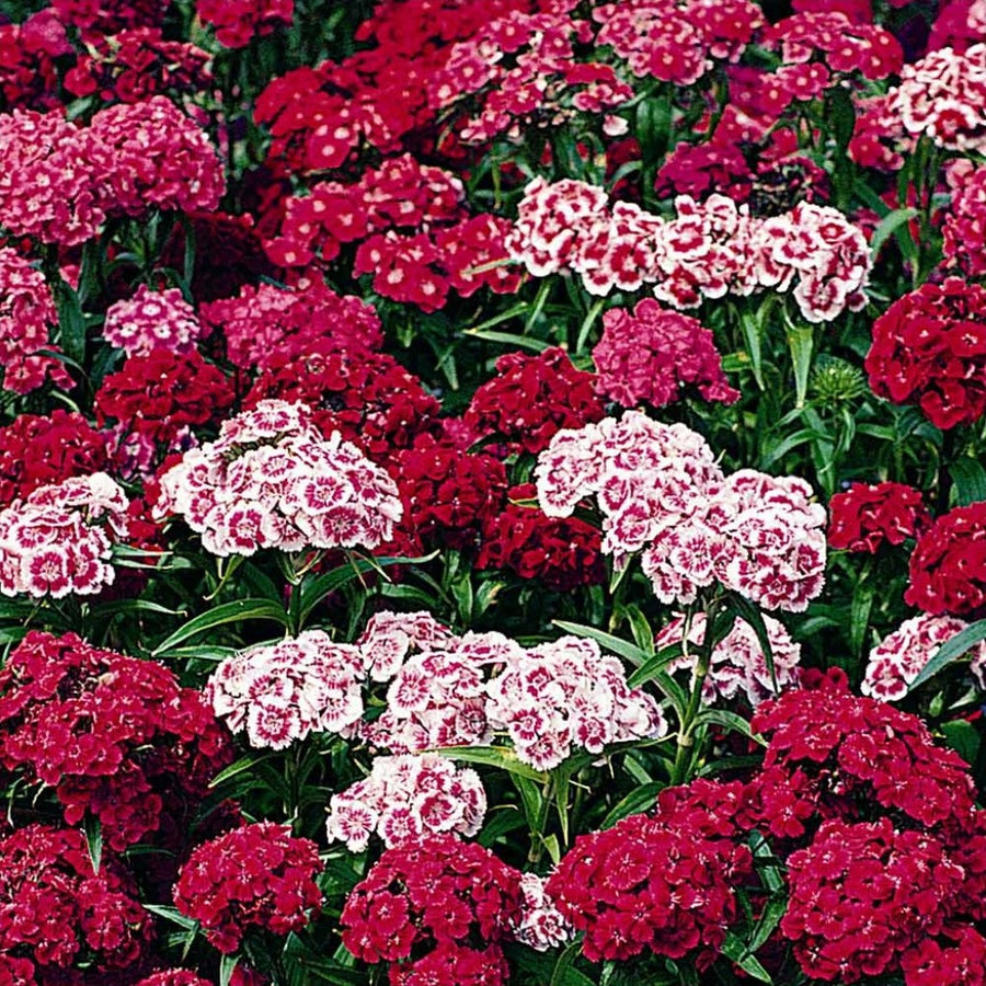 Sweet William Mixed - Flower Seeds
