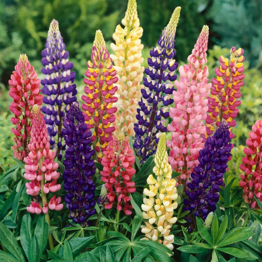Lupin Russell Mixed - Flower Seeds