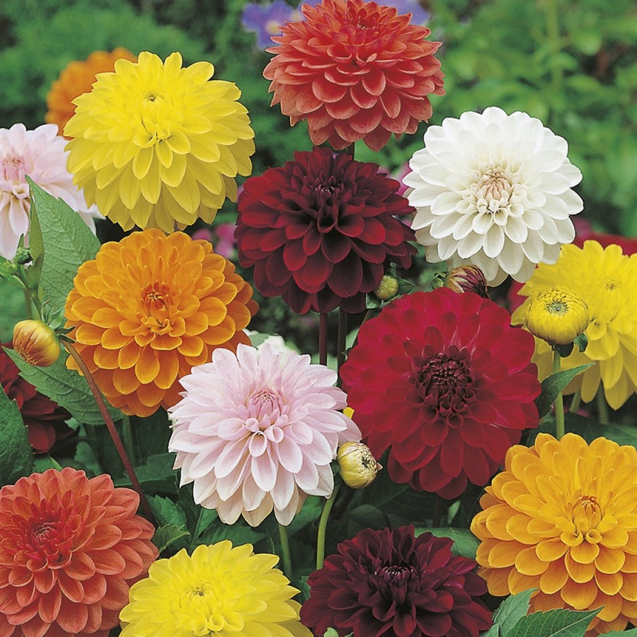 double dahlia seeds Dahlia Double Mixed