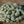 Load image into Gallery viewer, Alyssum Snow Carpet -Flower Seeds
