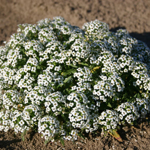 Alyssum Snow Carpet -Flower Seeds