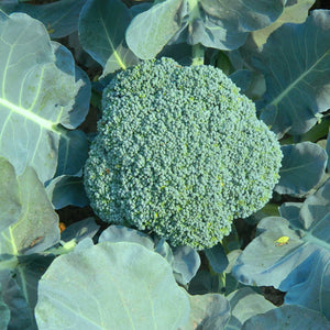 Broccoli Seeds  F-1 Hybrid Festive