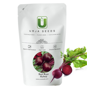 Beetroot Seeds F-1 Hybrid Maharaja Red