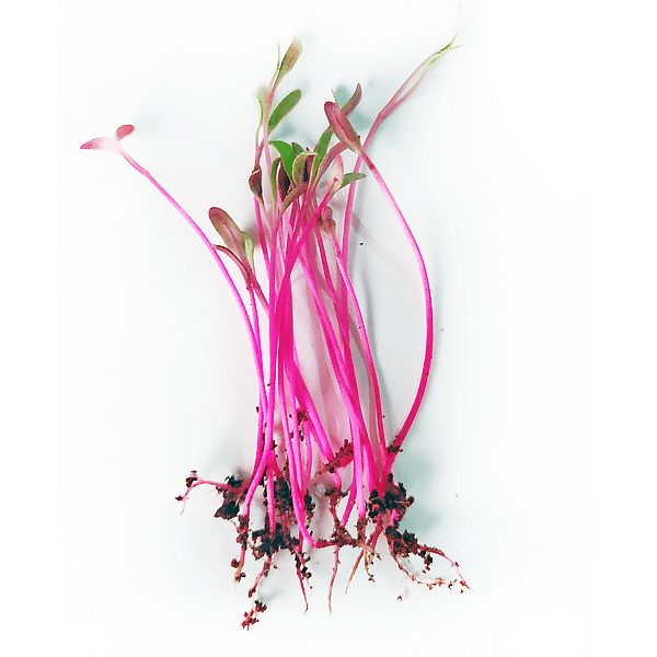 Beet Root Bull s Blood Micro green Seeds Urja Seeds